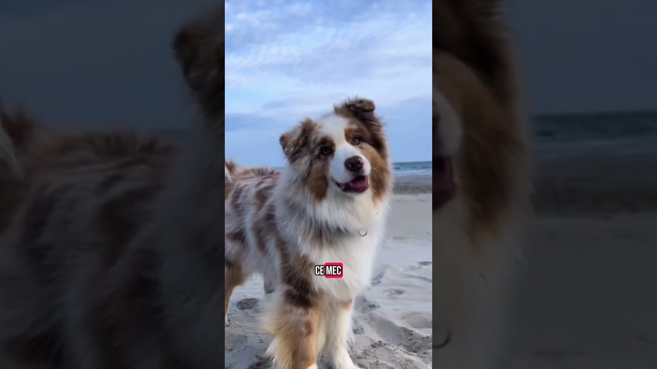 C'est la pire race de clébard ! Le Berger australien, ce chien incroyable ! 🐕🇦🇺