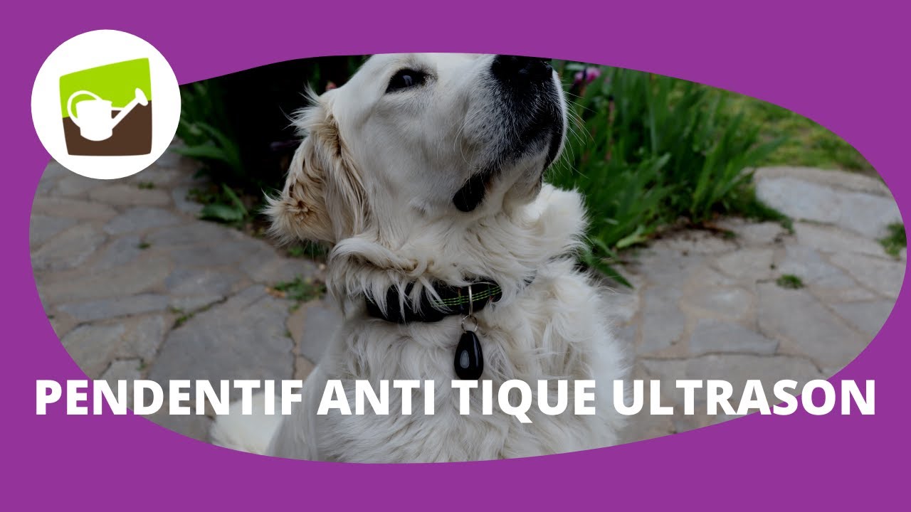 Tout savoir sur l'Anti tique ultrason chien de Jardin et Saisons !