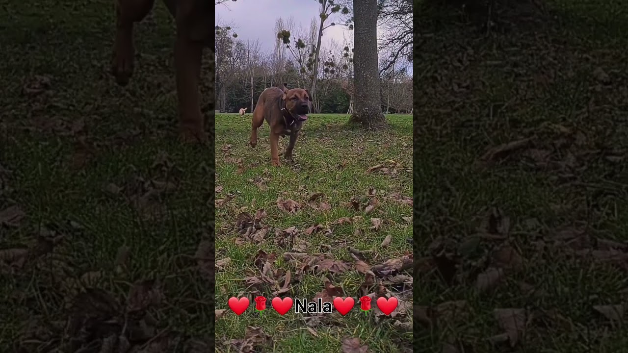 Staff croisé Malinois ❤️Nala❤️