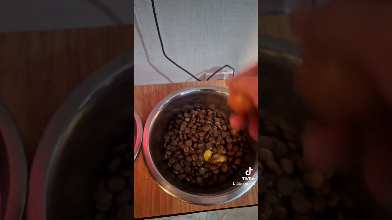 mettre un œuf dans les croquettes très bon pour le poils🥰🥰🥰