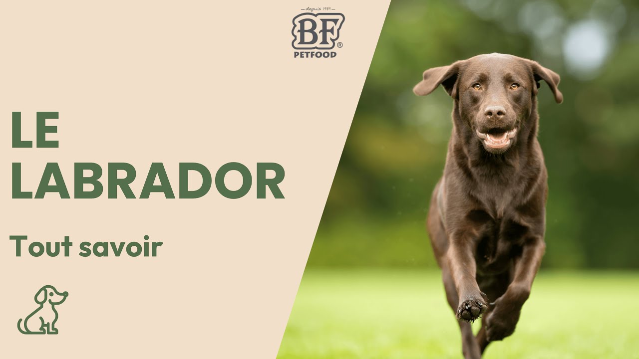 Tout savoir sur le Labrador