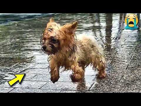 Une chienne sans abri avec la patte fracturée m’a suivie comme si elle demandait de l’aide.