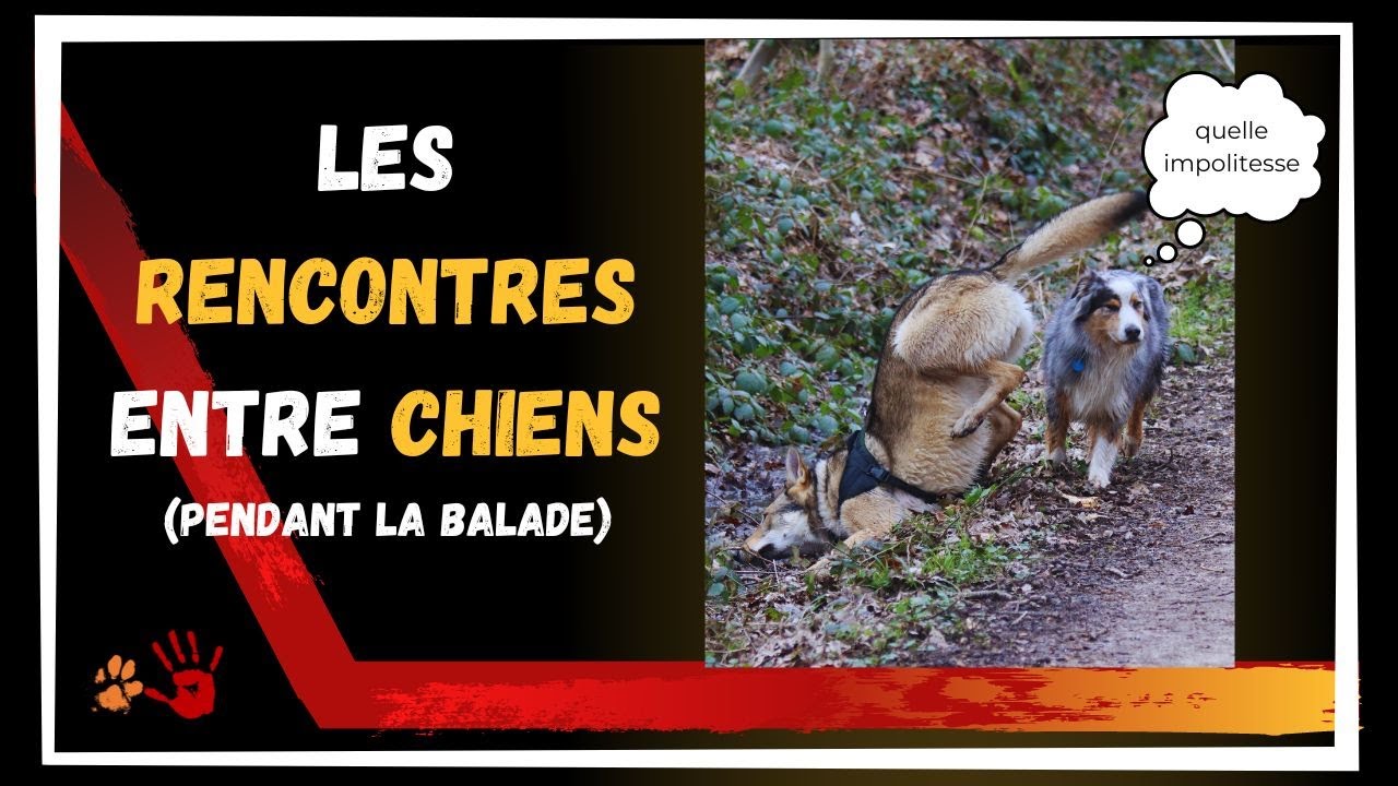Comment Gérer Une Rencontre Entre Chiens?