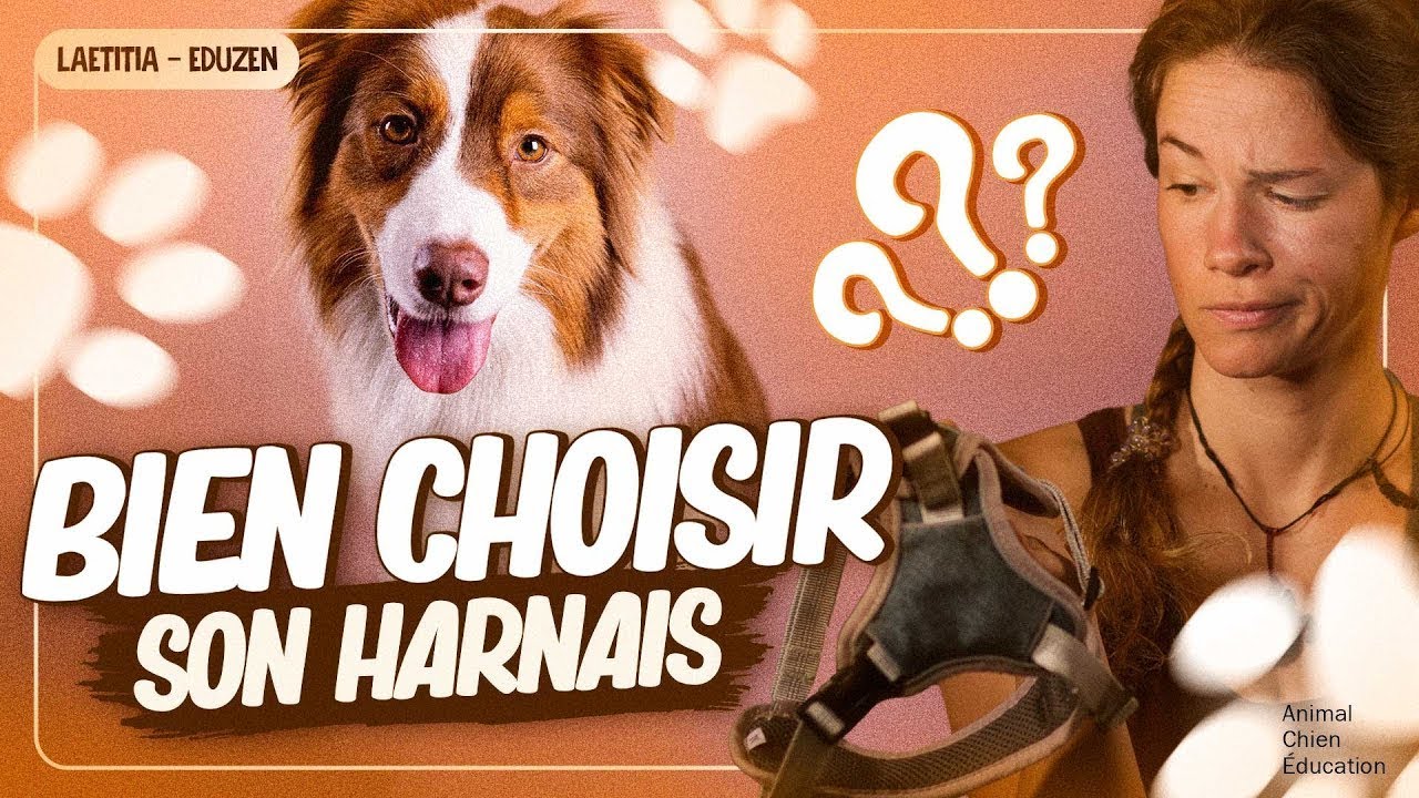 Quel harnais choisir pour son chien ? | Laetitia Gonnon - Eduzen