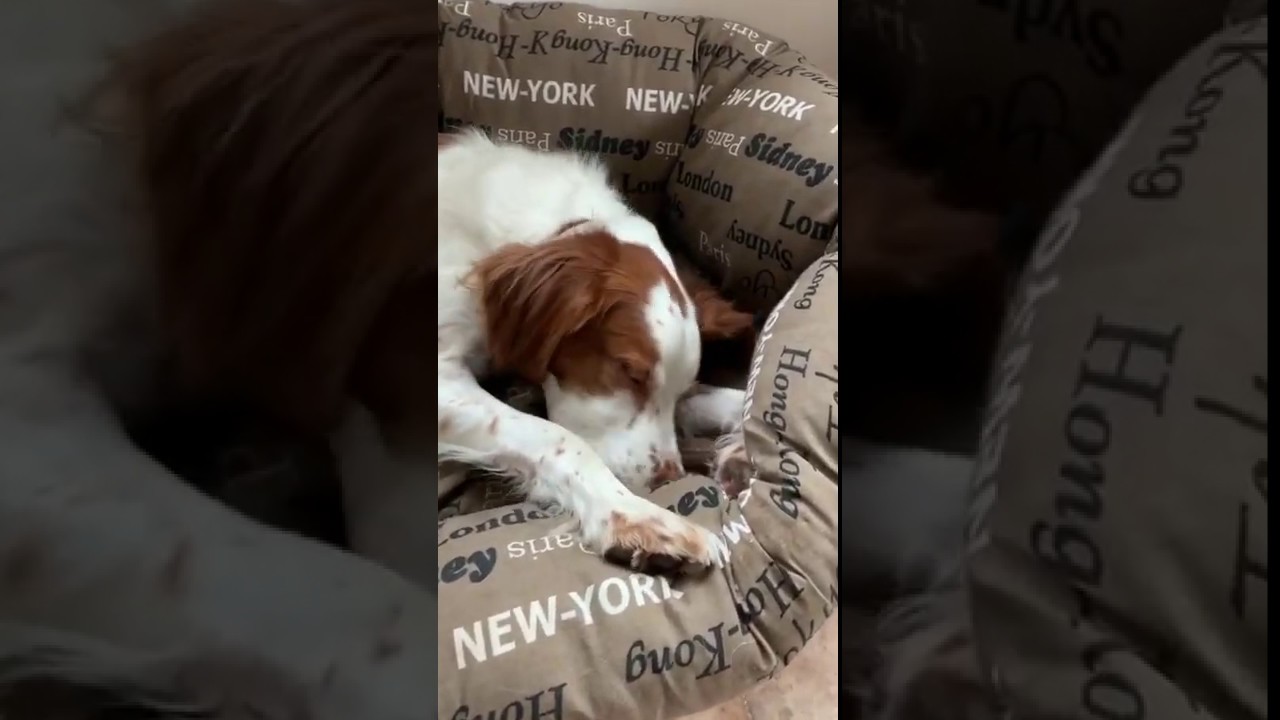 Chien entrain de mâcher un bois de cerf entier, il se régale et ça se voit !