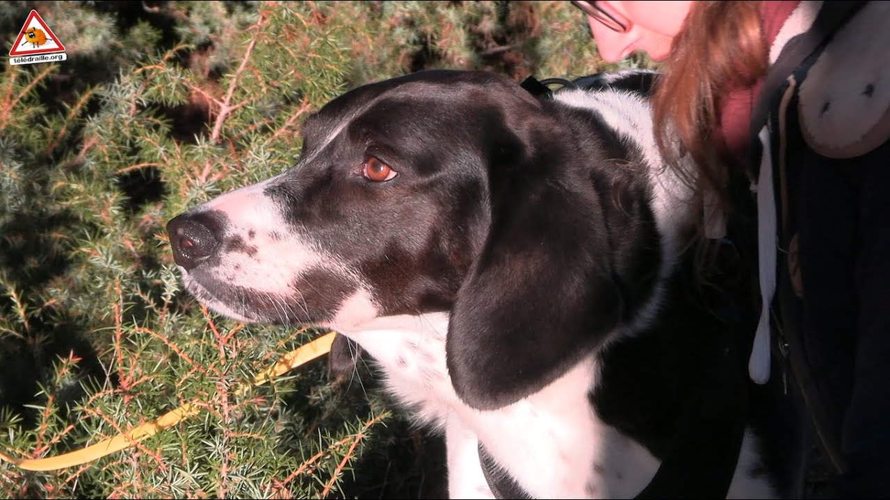 S’entraîner au mantrailing avec son chien