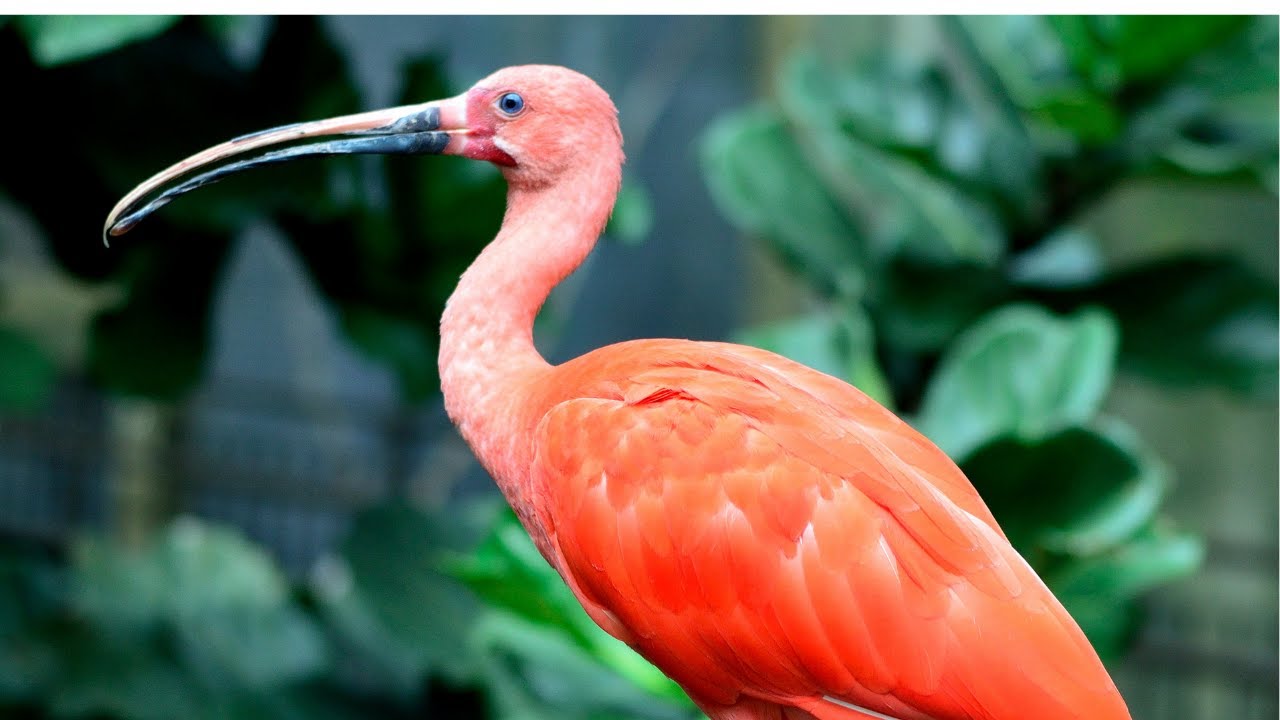 Musique Douce Calme avec les Espèces Rares des animaux en 4K