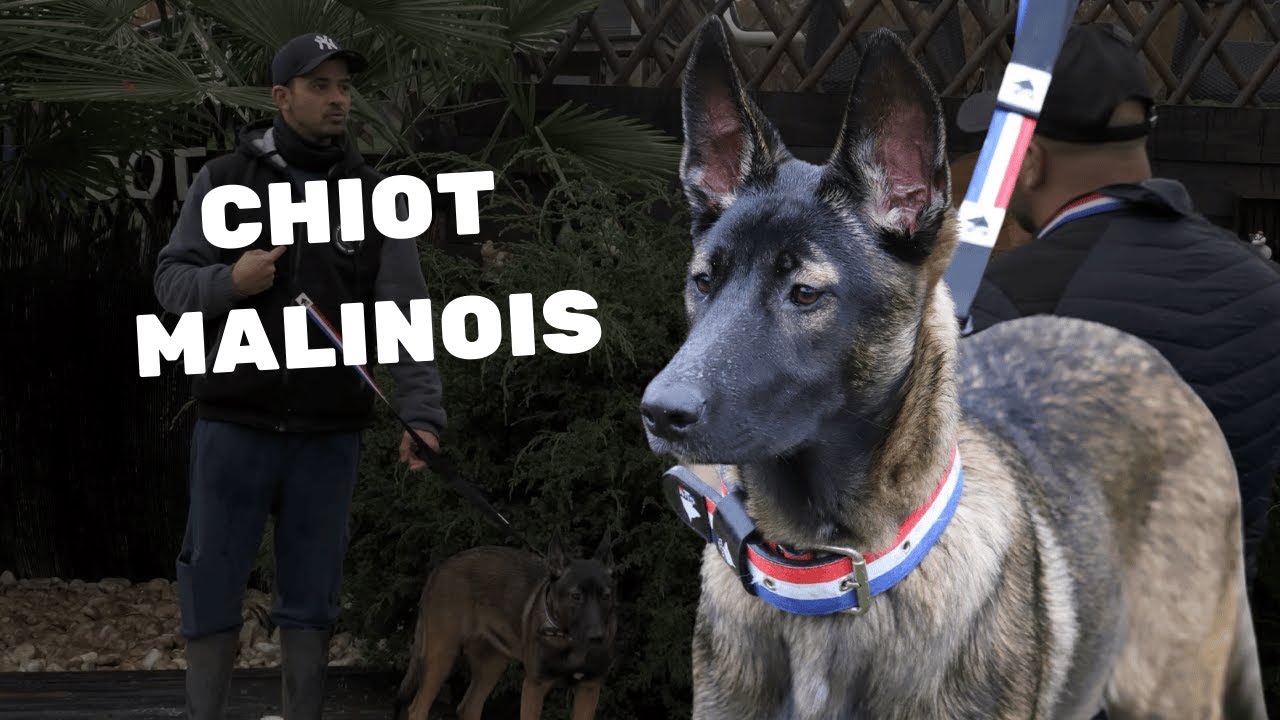 Chiot Malinois : Éducation naturelle grâce à une méthode unique !