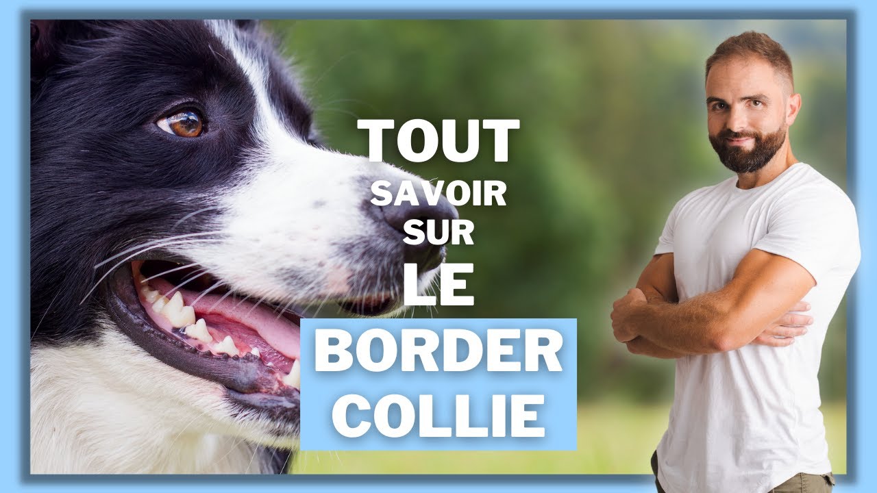 Race de chien Border Collie : caractère, dressage, comportement, santé de ce chien de race...