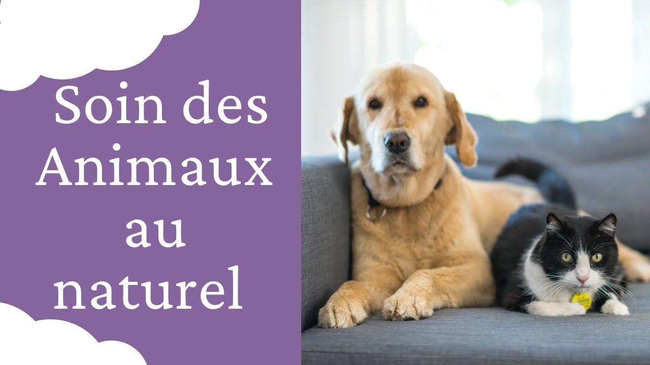 Soigner les animaux au naturel : Quelle Plante, Pierre et Fleur de BACH pour son chat chien cheval…