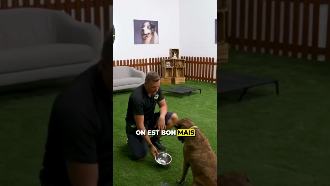 🐶 Ton chien se jette sur la gamelle lors de ses repas?
