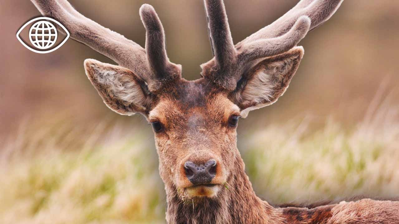 LES ROIS DE LA FORÊT : la vie secrète des cerfs ⎮ Documentaire animalier ⎮AMP
