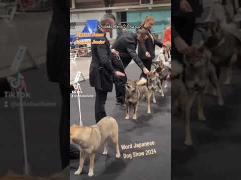 World Japanese Dog Show SPECIAL SHIKOKU KEN  🐺😃 exposition canine