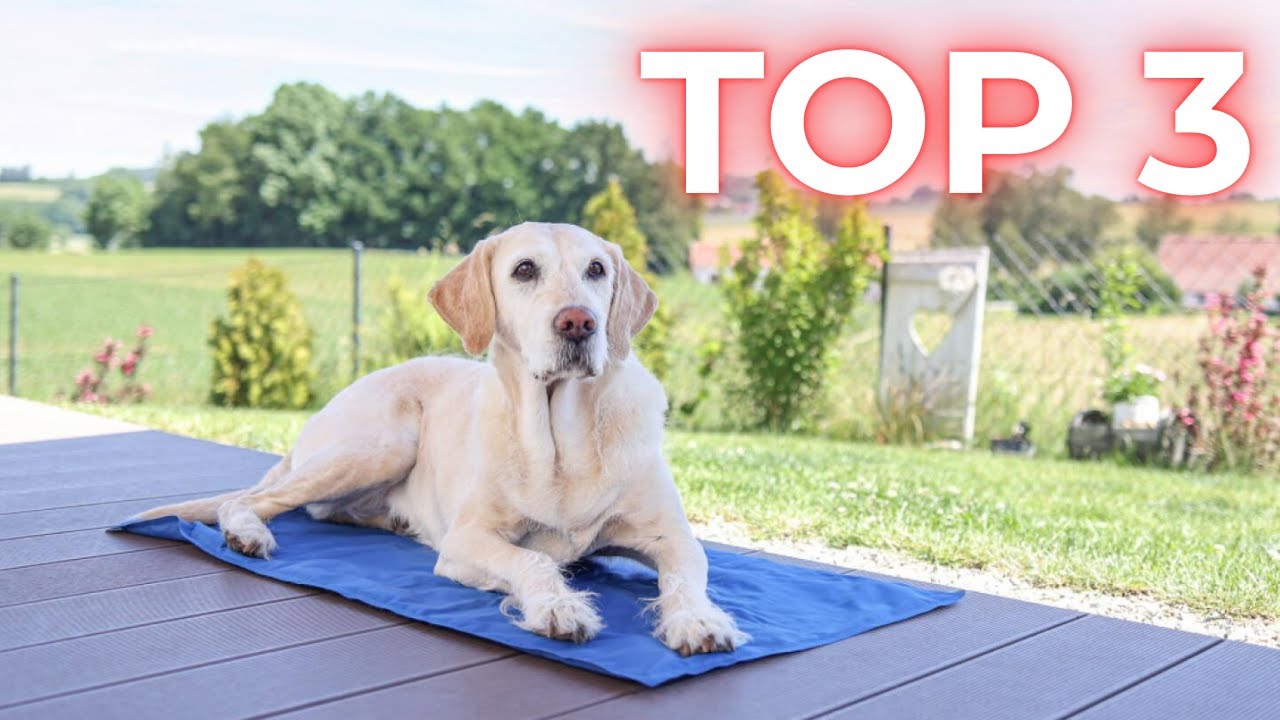 TOP 3 Meilleur Tapis Rafraichissant pour Chiens et Chats 2025