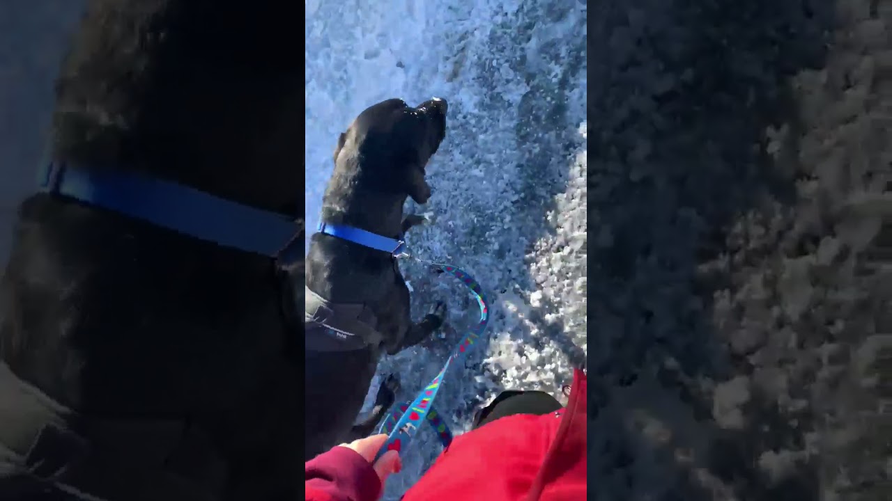 Hawk, Labrador croisé grande race, 3 ans