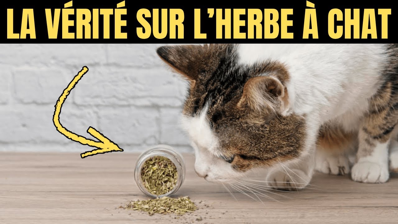 La vérité choquante sur l’herbe à chat (Ce qu’elle fait vraiment aux chats) 🌿🙀