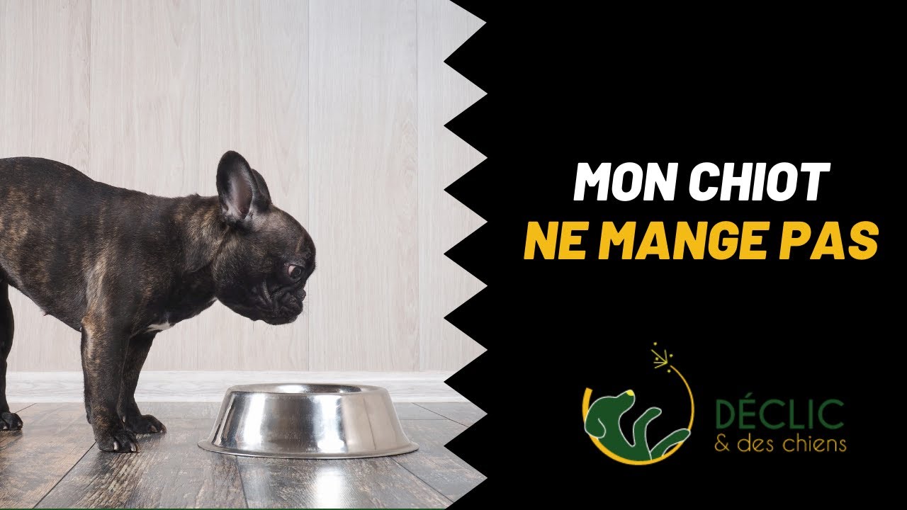 Mon chiot ne mange pas, mes conseils pour savoir quoi faire !
