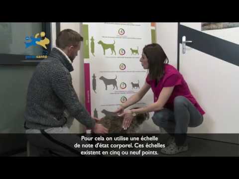 Surpoids chez le chien et le chat. Comment savoir si son animal est concerné ?