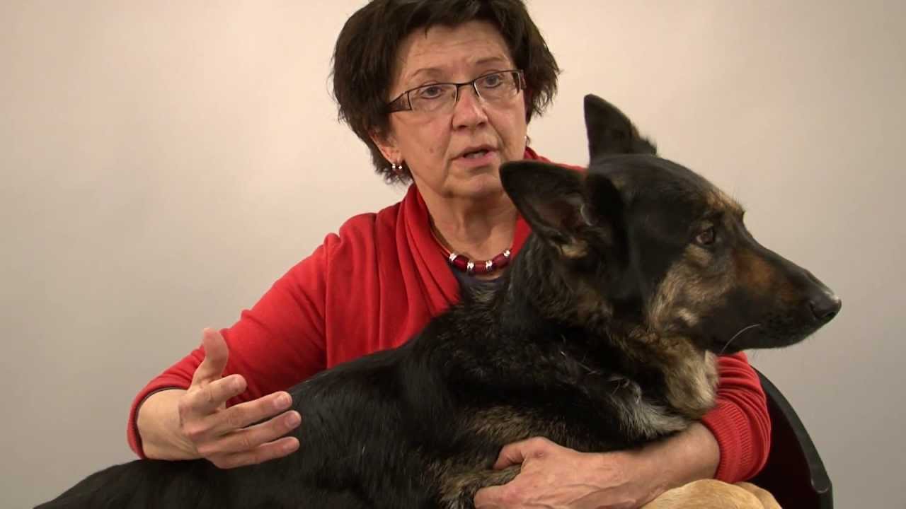 Province de Liège - Les bienfaits de nos animaux de compagnie sur notre santé