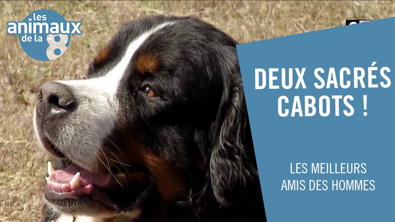 Deux sacrés cabots ! - Les Animaux de la 8