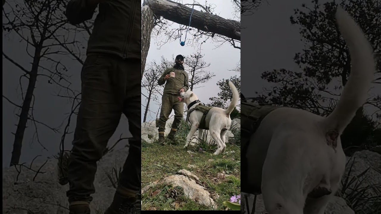 Bueno 🤍 #dog #عشقالطبيعه #animals