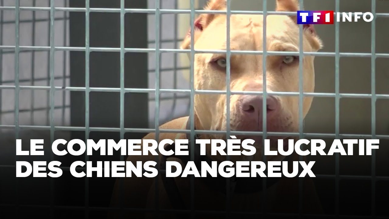 Chiens dangereux : un commerce clandestin très lucratif