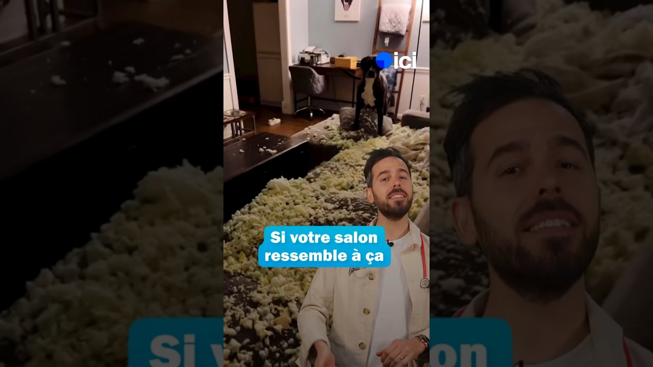 Apprendre à son chien à rester seul à la maison