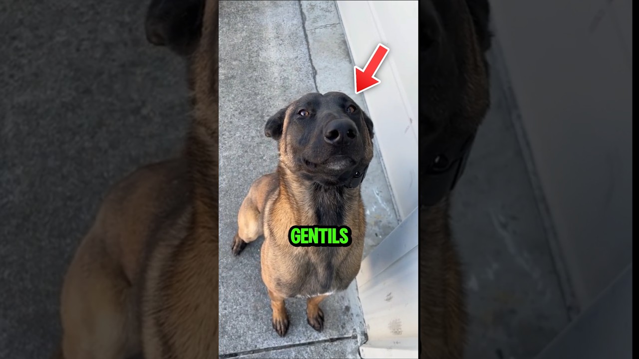 Les races de chiens les plus gentils au monde !😱