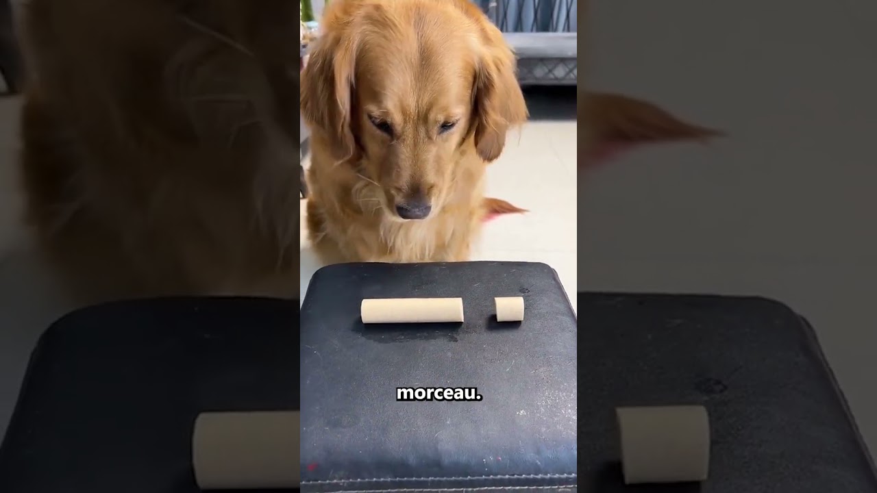 Ce Chien A Surpris Tout Le Monde