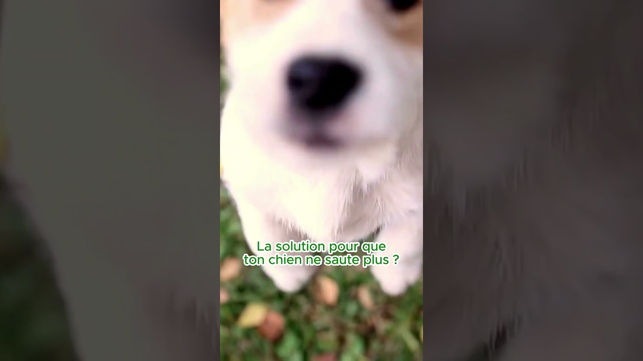 🛑 La solution pour que ton chien arrête de sauter sur tout le monde ! 🛑