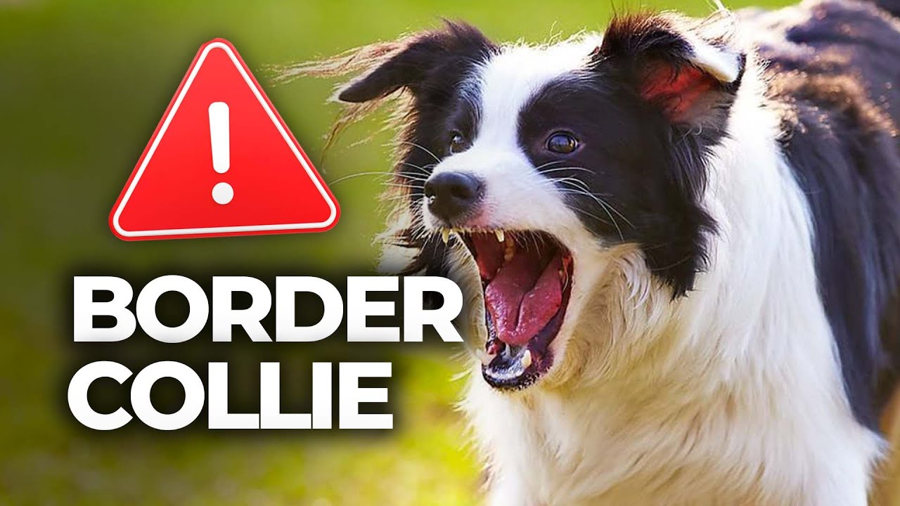 Education Border Collie : vous adorez 😍 ce chien ? Attention !