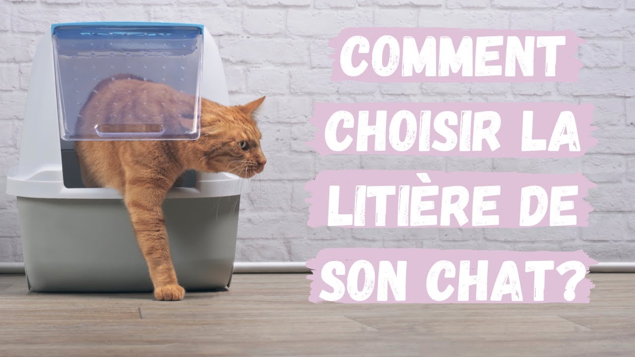 Comment choisir la litière de son chat? Conseils vétérinaires
