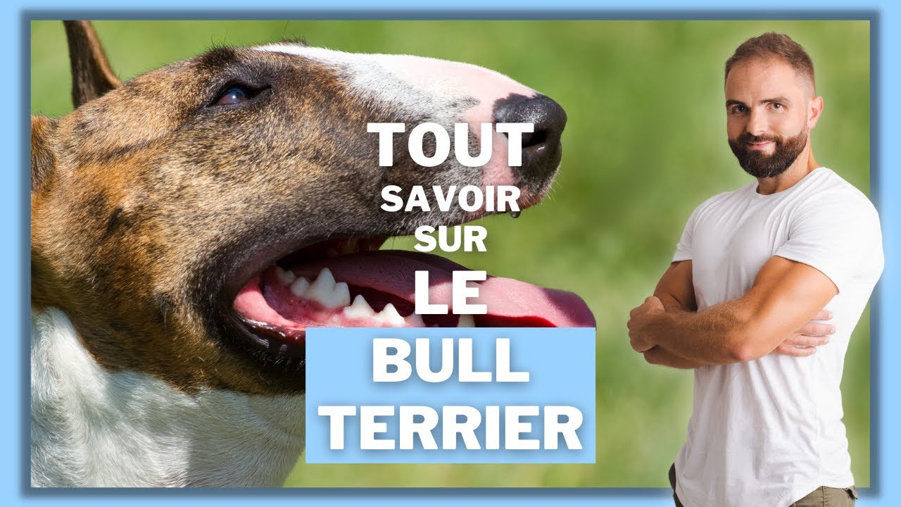 Race de chien Bull terrier : caractère, dressage, comportement, santé de ce chien de race...