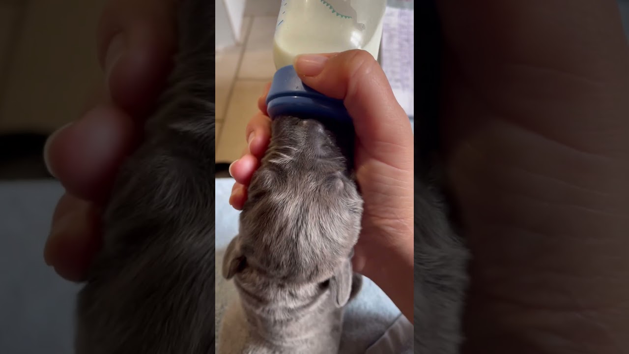 Le premier bibi 🥰♥️ #canecorso #chien #chiots #elevage #pourtoi