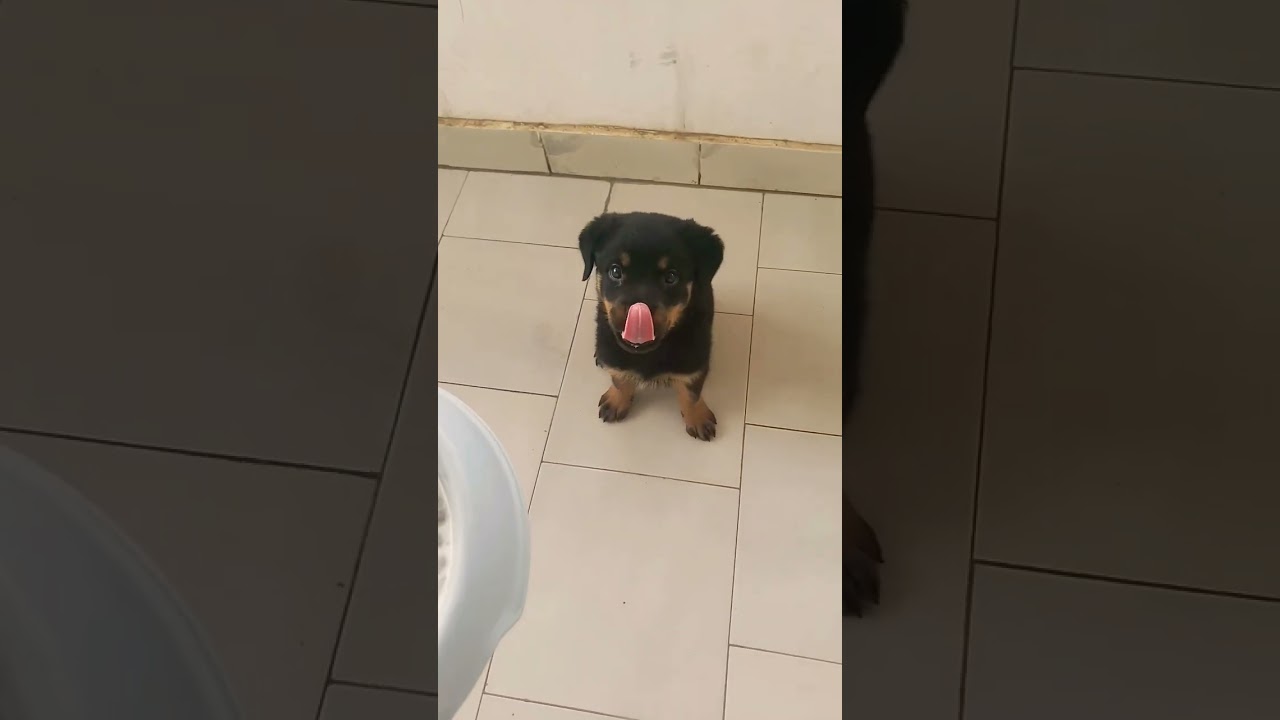 Education de base de mon chiot rottweiler de 2mois (assis)