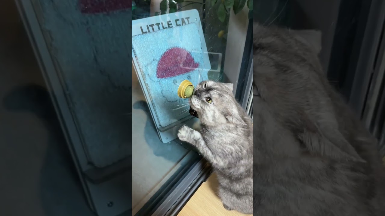 Balle à l’herbe à chat : le jouet préféré de mon félin !