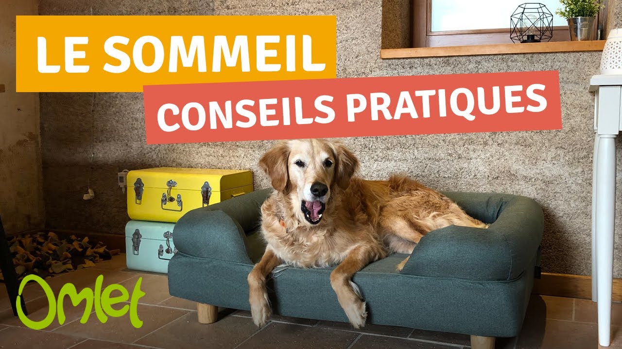 LE SOMMEIL DU CHIEN !