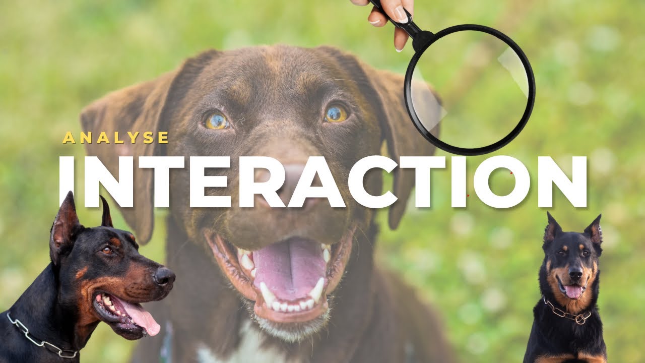 COMMUNICATION entre chien (analyse)
