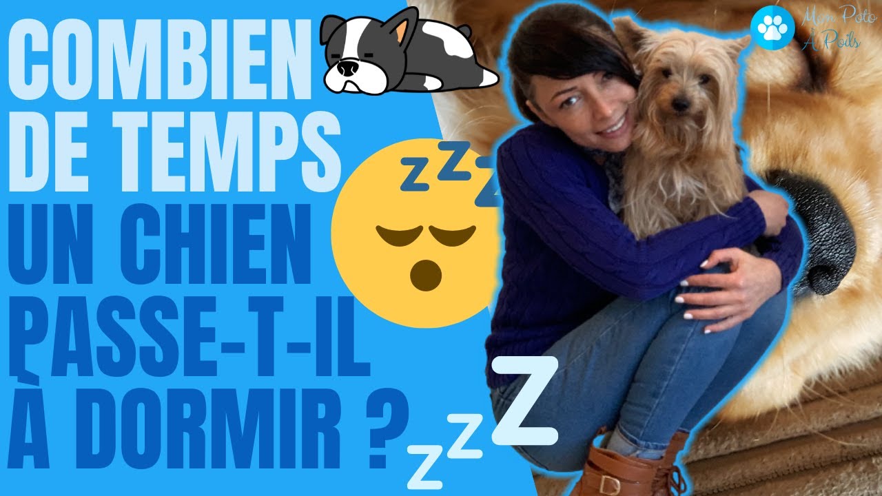 COMBIEN DE TEMPS UN CHIEN PASSE-T-IL À DORMIR ? 💤🐶😴 #CombienDeTempsDortLeChien? 🐾🐕