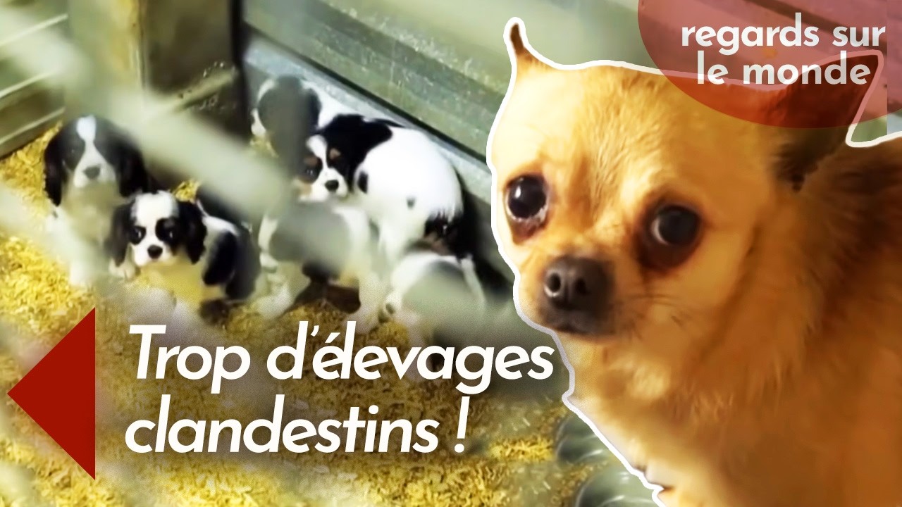 « Usines à chiots » : enquête sur ce marché très lucratif