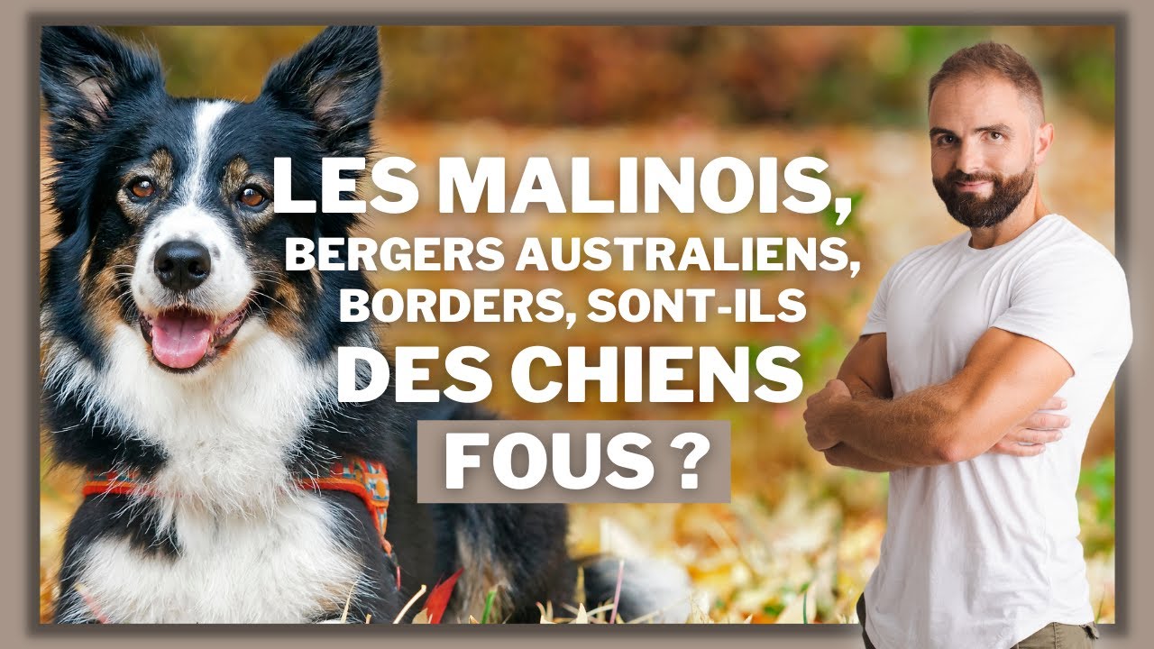 Malinois, Bergers Australiens, Borders : Chiens fous ?