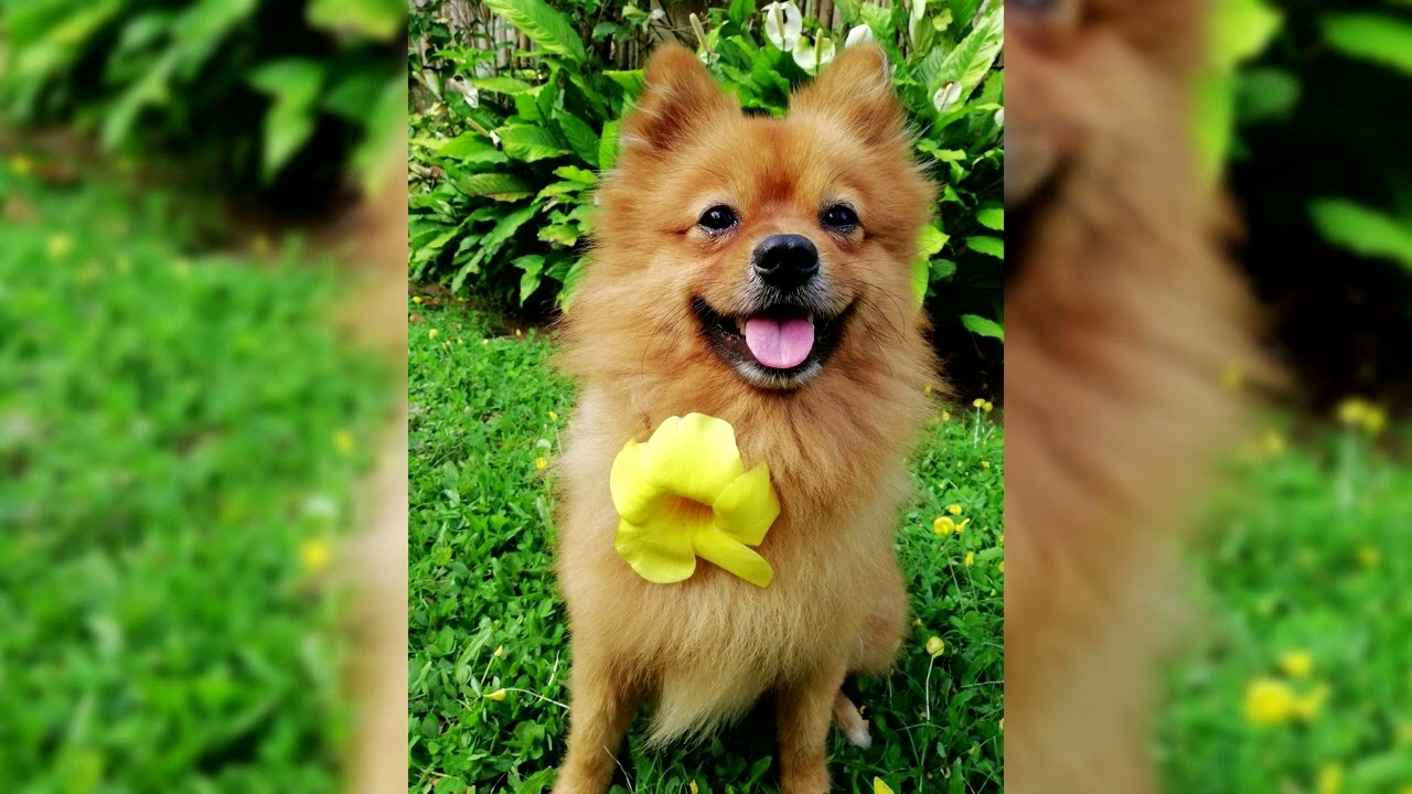 Spitz nain, loulou de Poméranie. Avantages et inconvénients, Prix, Comment choisir, Faits, Soins