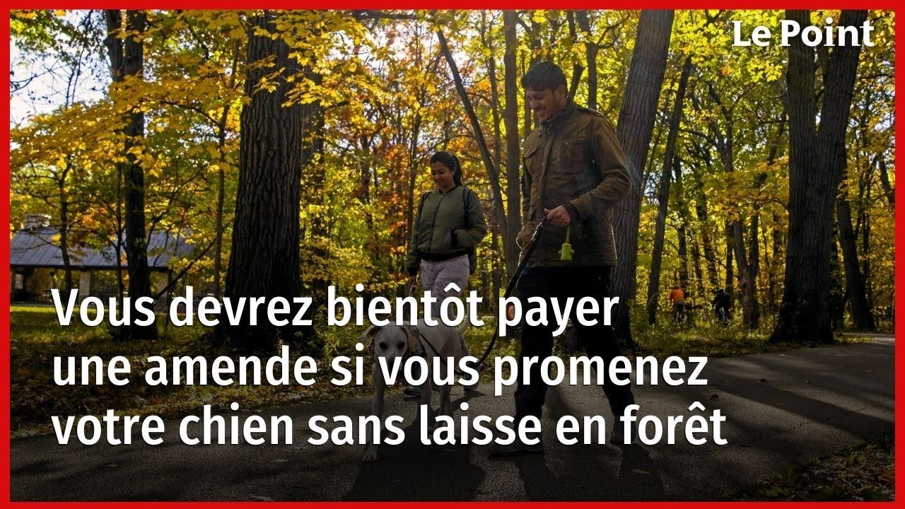 Vous devrez bientôt payer une amende si vous promenez votre chien sans laisse en forêt