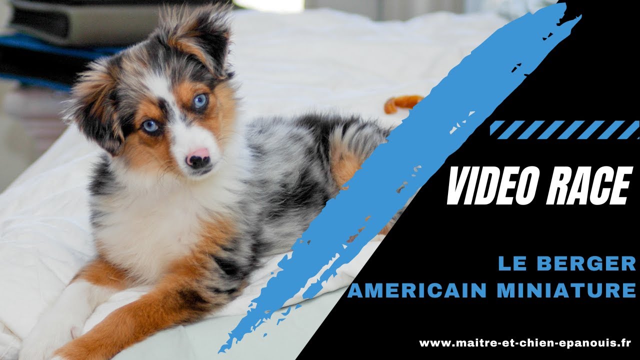 🐾 Le Berger Américain Miniature : un petit chien, un grand cœur ! 🐶