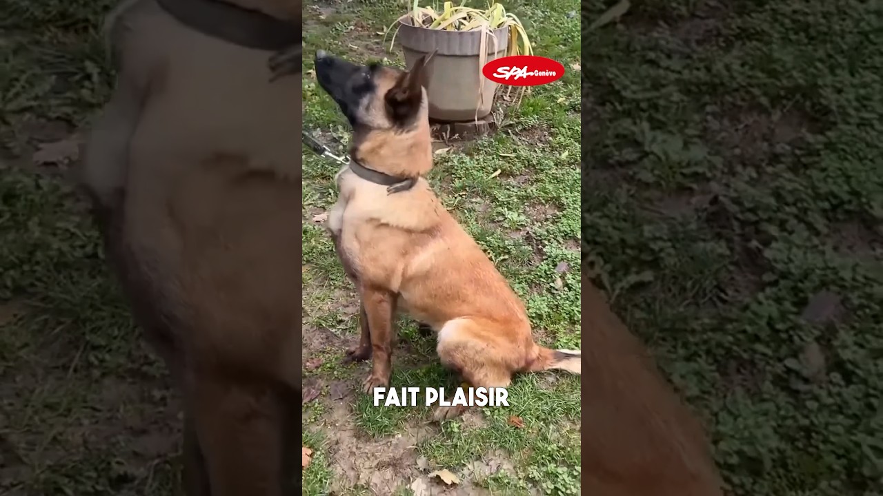 Shy, un des chiens présentés lors de notre dernier reportage à la SPA Genève.