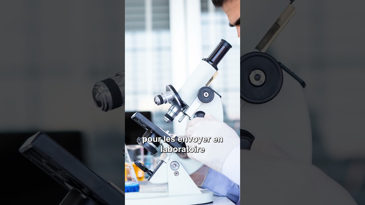 Reims : les chiens bientôt fichés pour lutter contre la prolifération des crottes