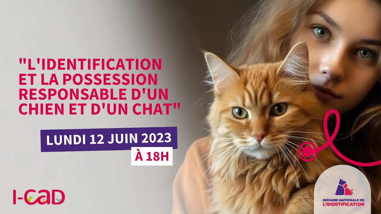 Tout savoir sur l’identification et la possession responsable d’un chien et d’un chat