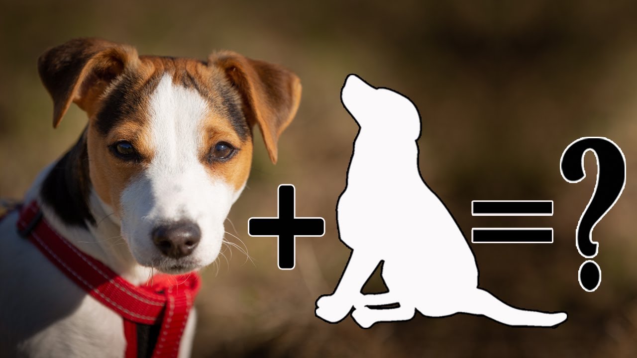 9 Unreal mix breeds of Jack Russell Terrier