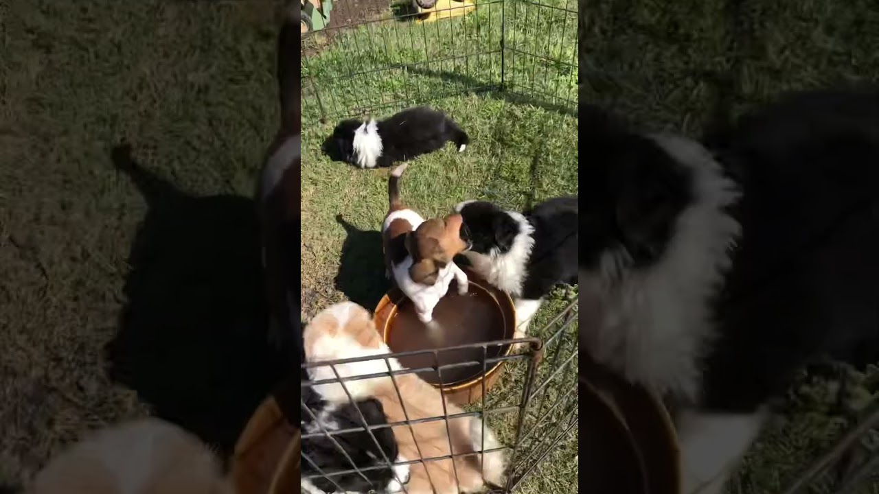 Baby border collies plays with jack rassel
