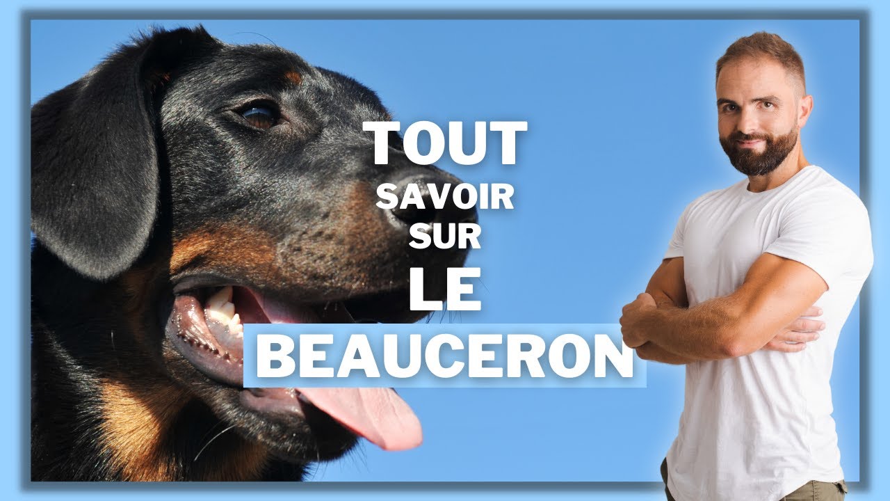 Race de chien Beauceron : caractère, dressage, comportement, santé de ce chien de race...